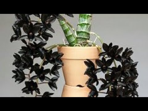 Video Hoa Lan Giá Rẻ-0834608769-LAN RỪNG LÂM ĐỒNG - youtube