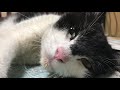 勘違い子猫の今
