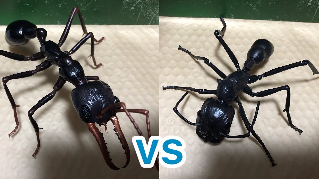 ブルドッグアリvsパラポネラ Bull Dog Ant vs. Paraponera - YouTube