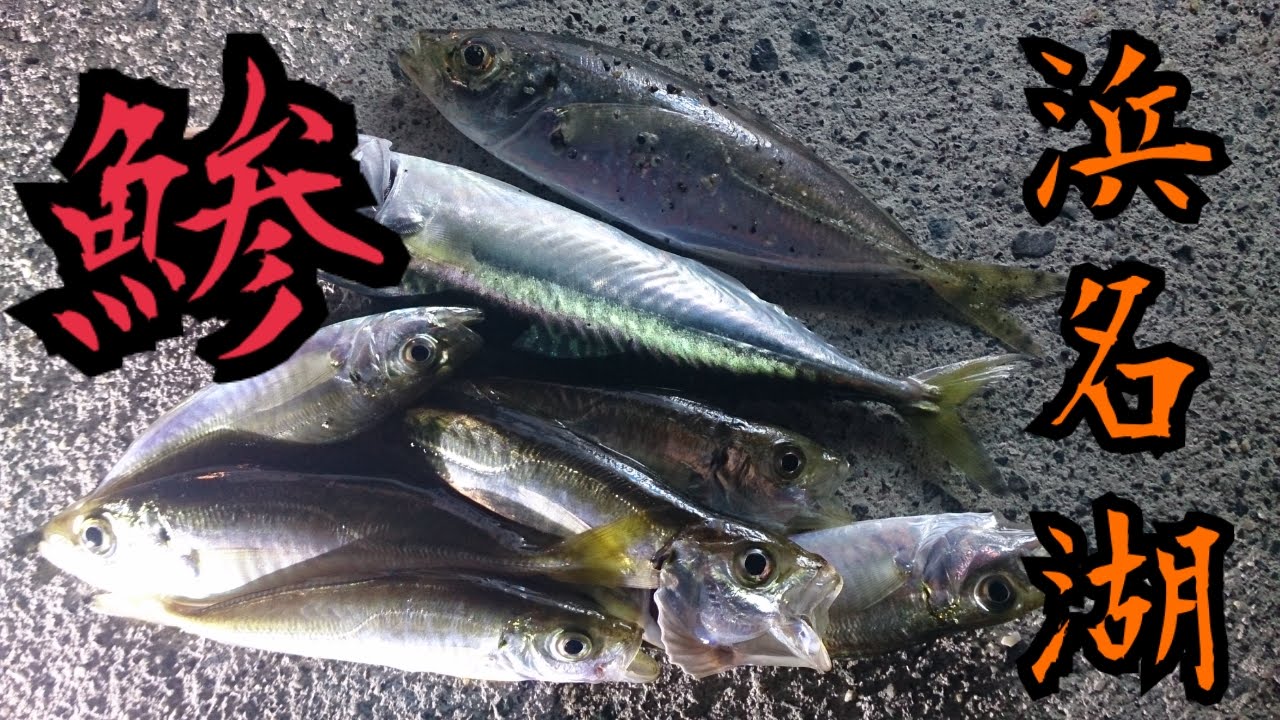 浜名湖釣り 夜のサビキ釣りでアジが釣れました Youtube