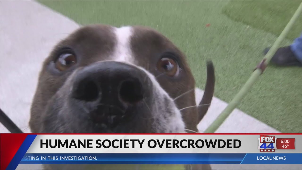 The Humane Society of Central Texas is overcrowded