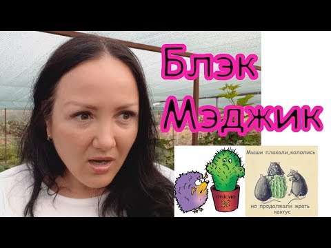 Видео: С какво е известен университетът в Арканзас?