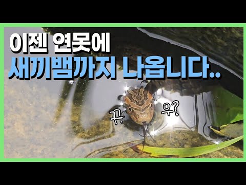 지렁이 수천마리를 넣었더니 갑자기 못보던 뱀이