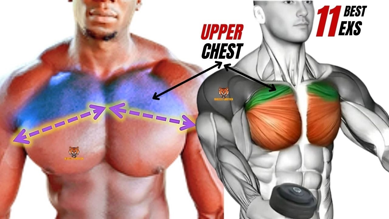 11 best chest workout with dumbbells only at home - YouTube