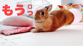 足ダン！昼寝を邪魔されて不満を訴えるうさぎ　#960