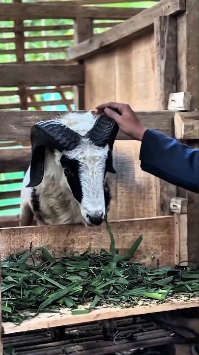 Domba Garut bobot 20-70 kg siap borong #shorts #ternakdomba #ternak #shortsfeed #dombagarut #domba