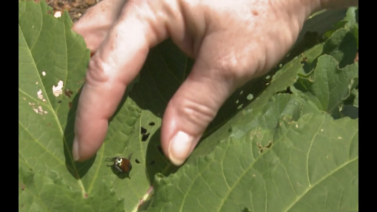Killing Japanese Beetles This Week In the Garden YouTube