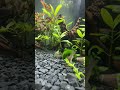 Little bit of fish #fishtankyt