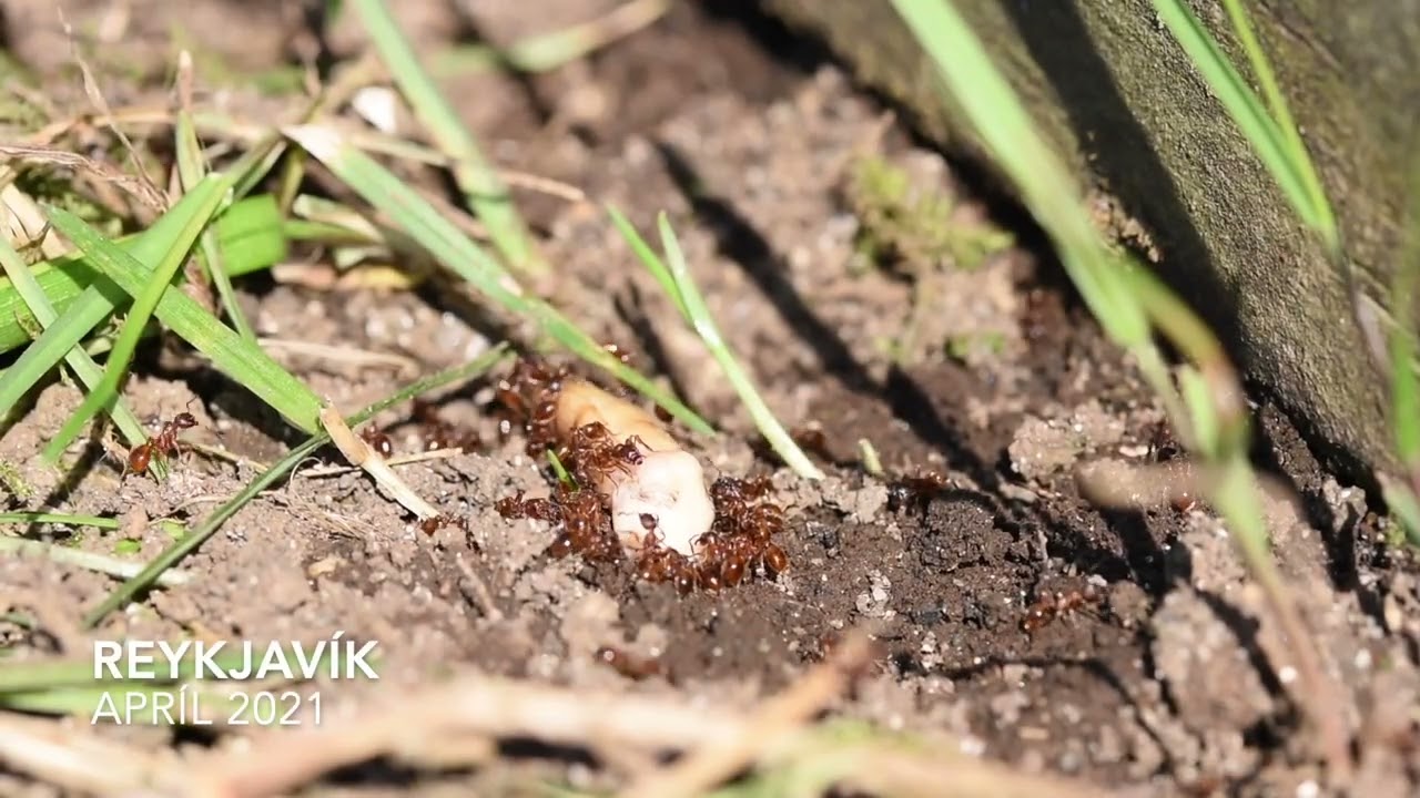 Eldmaurar í Reykjavík