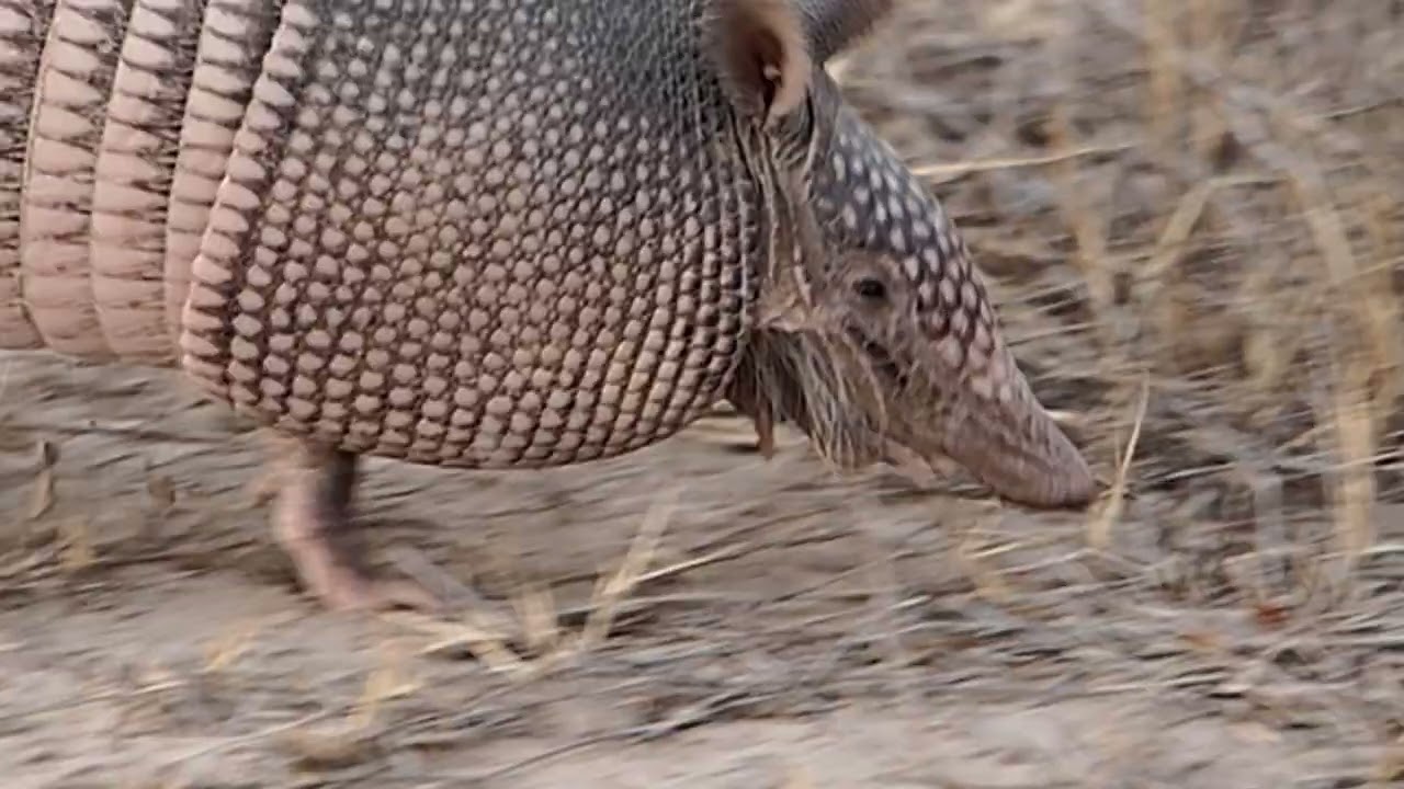 Nine-Banded Armadillo after Sunset - 03/14/22