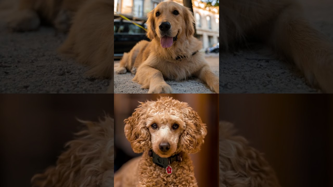 Understanding the F1 Goldendoodle Generation