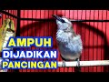 Pancingan Trucukan Gacor Paling Ampuh Buat Trucuk Manapun Ikut Ropel Gacor Mp3 - Mp4 Download
