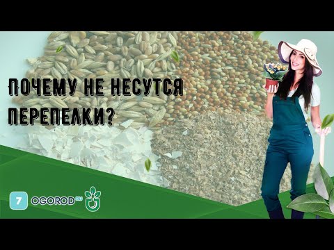 Почему не несутся перепелки?