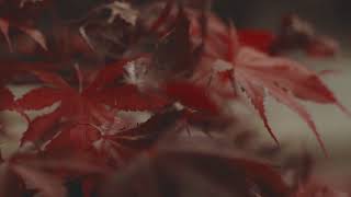 #المغرب # maroc #Rif Save Me — MrOxygen [Rif Music Atlas Music] · Free Copyright-Safe music screenshot 5