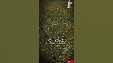 تلاوة مؤثرة  لسورة  ألإخلاص تهز القلوب ❤️❤️