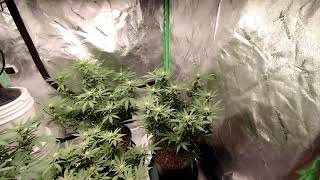 Grow room update: week 4 flower in the 4x8, week 2 veg in the 3x3 and quick seedling 🌱 look
