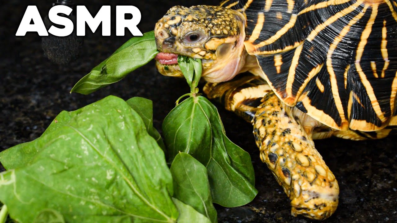 Tortoise Eating ☘️ leaf ASMR Turtle 🐢 | ASMR Kasav