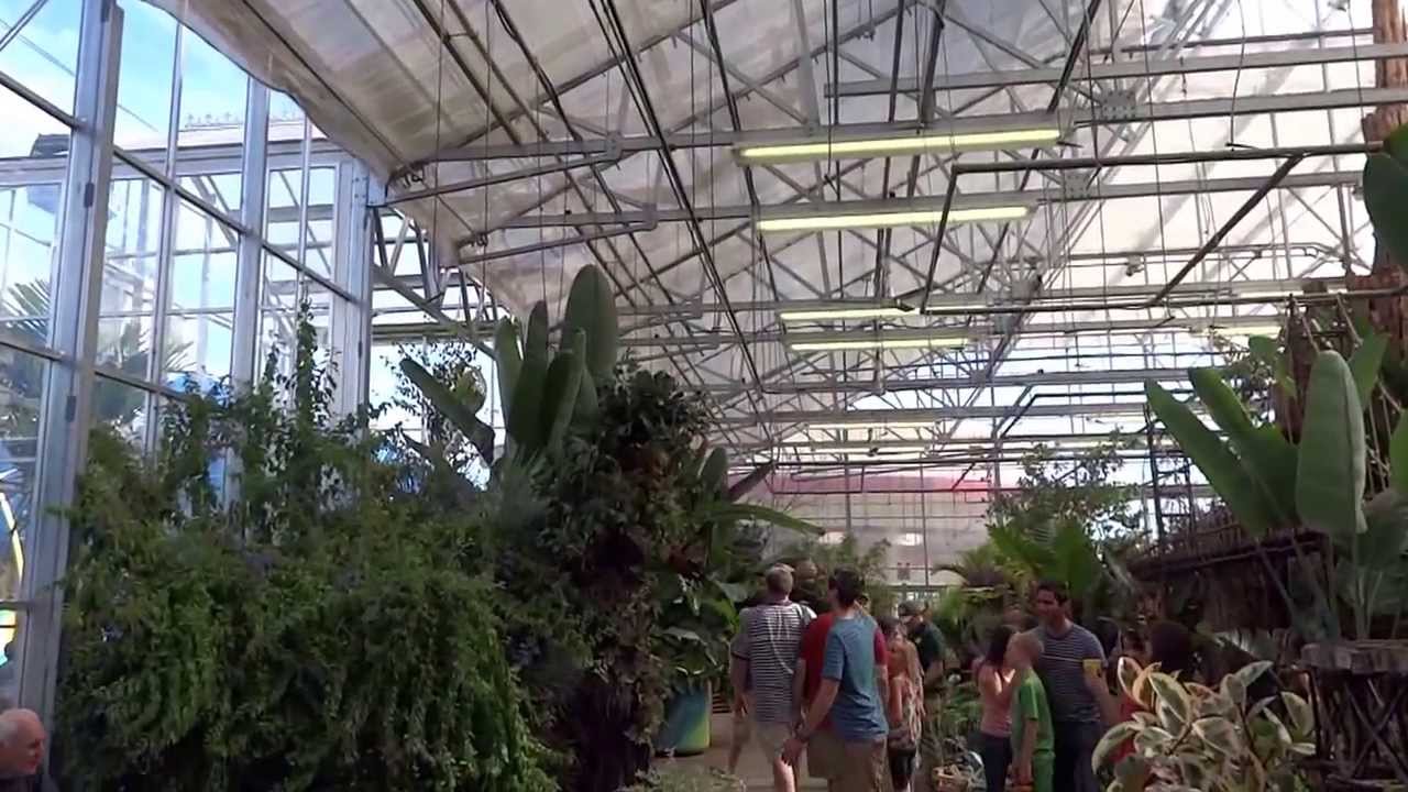 Ollie the Oak Greeting Visitors to the Greenhouse on the Midway at the
