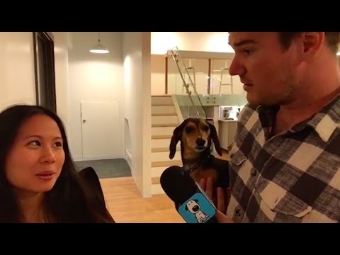 Video: Scout yang terhormat: Saya Ingin Bergabung dengan Tim BarkBox