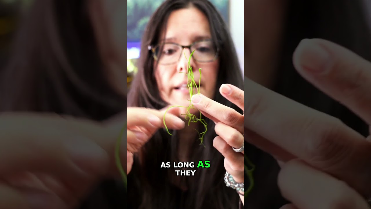 Aquatic Plant Propagation: How to Divide and Thrive Microsword