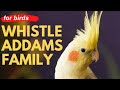 ADDAMS FAMILY WHISTLE - Cockatiel Singing Training - Bird Whistling Practice
