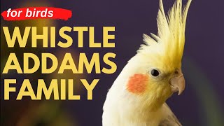 ADDAMS FAMILY WHISTLE  Cockatiel Singing Training  Bird Whistling Practice
