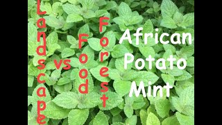 Landscape vs Food Forest. Episode 2 - African Potato Mint
