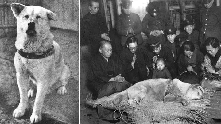 The Amazing And True Story Of the World’s Most Loyal Dog