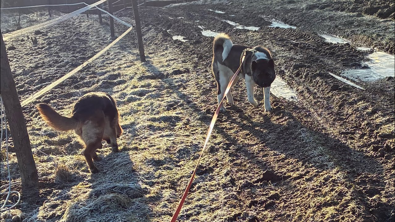 #93 GINAA | VALHALLA poranny spacer po lesie 🌳 owczarek niemiecki | GSD