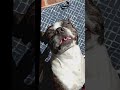 Dog reveal for 1k subs #dog #animals #gorillatag #cutedog