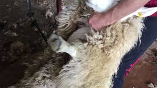 Sheep shearing lessons (tips on shearing) setting up the belly