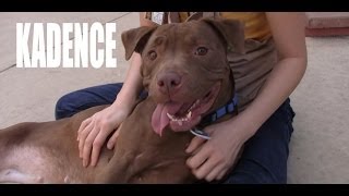 KADENCE CLEARWATER REVIVAL (ADOPTED!)