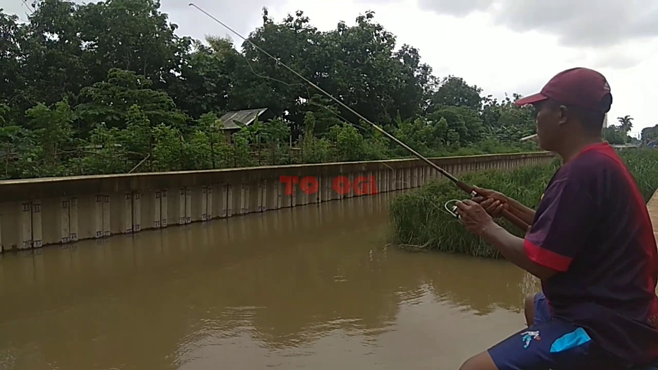 MANCING IKAN NILA DI SUNGAI JAKARTA - TO OGI