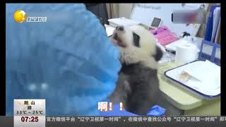 过分可爱！大熊猫宝宝和饲养员吵架全过程