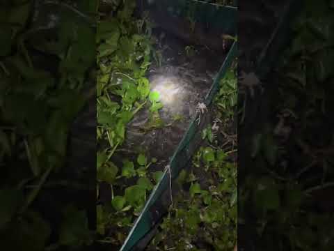 Video Giống Cá Trê Vàng Rặc Miền Tây - youtube