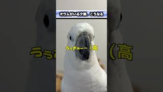夕飯が近づくと急に高まるオウムがこちらです #shorts