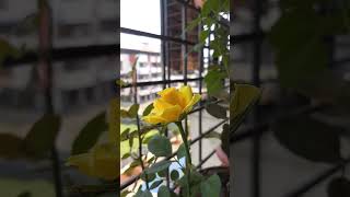 “Yellow Rose 🌼 – A Symbol of Happiness &amp; Friendship”