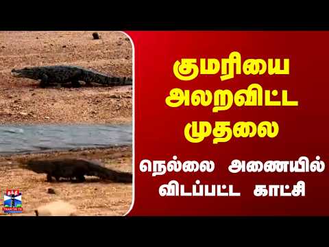 Crocodile | Nellai | குமரியை அலறவிட்ட முதலை .. நெல்லை அணையில் விடப்பட்ட காட்சி
