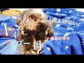 大人げないトイプードルの母犬は新しいおもちゃ「歯みが木」が気に入ったようです‼️【かわいく歯磨き】