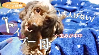 大人げないトイプードルの母犬は新しいおもちゃ「歯みが木」が気に入ったようです‼️【かわいく歯磨き】