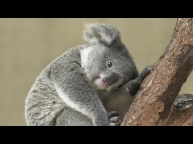 Kirara and Kintoki Koala キララときんとき コアラ Tama Zoological