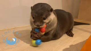 【カワウソ】うーあげ夫婦とカラフル毛虫　Otter　U chan ＆ Oage play with toy of colorful caterpillar
