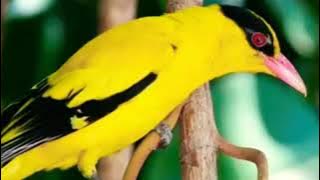 Suara pikat burung kepodang mas jitu