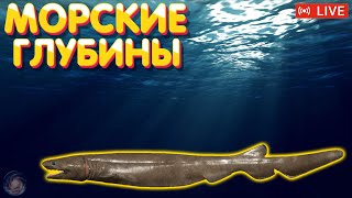 Морские глубины 🔥 ПРЕМ и ЗОЛОТО в боксе Trovo 🔥 Русская Рыбалка 4