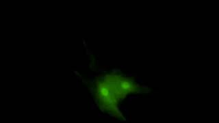 Inducing cardiomyocyte division