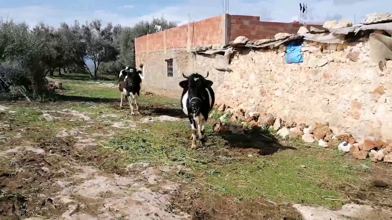 dkhissa-mekn-s-youtube