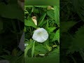 flowers #flowers