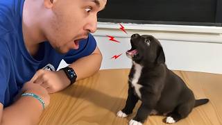 When Puppies Start Talking Back To Their Owner 😂 Funny Dog and Human Videos