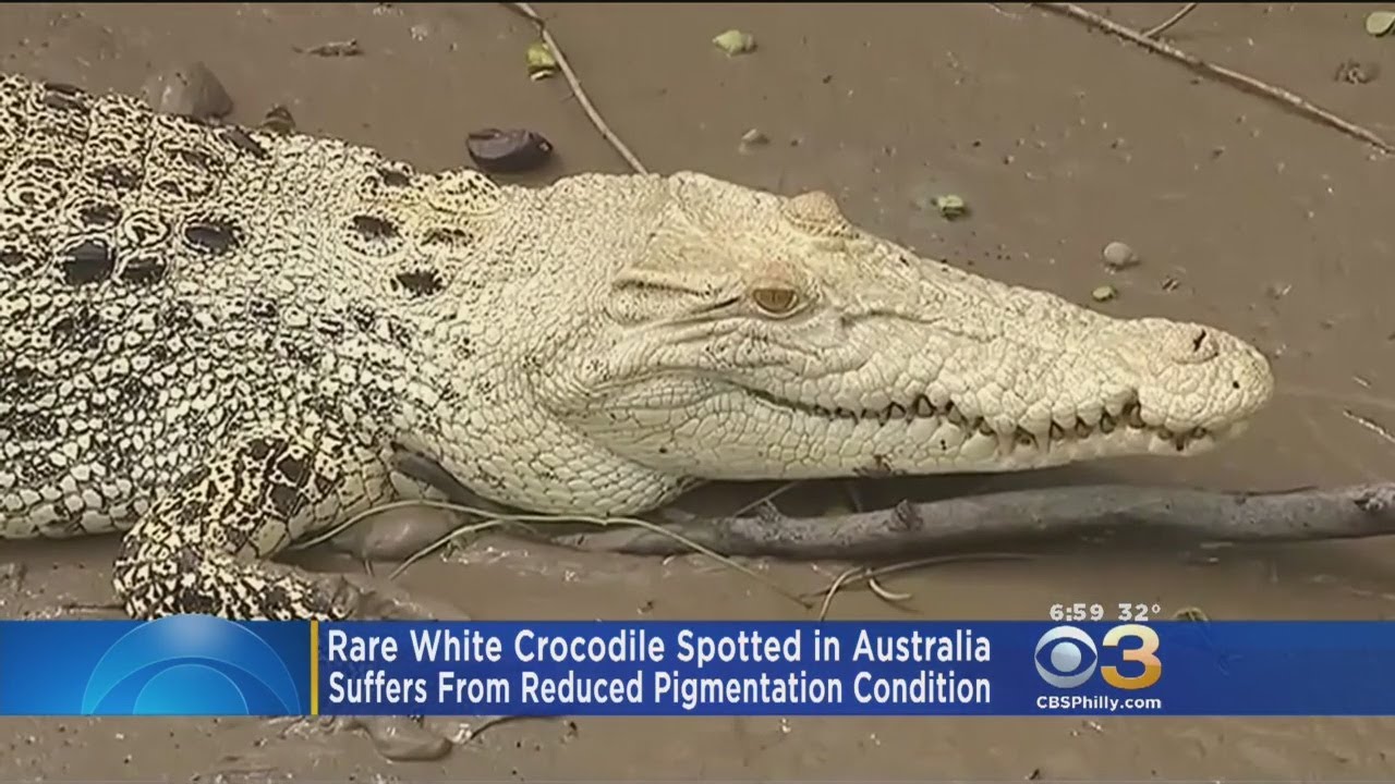 Rare White Crocodile Spotted In Australian River