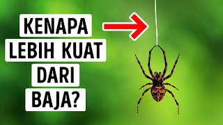 Sutra Laba-Laba Kuat Banget Loh, Sampai Bisa Menghentikan Pesawat